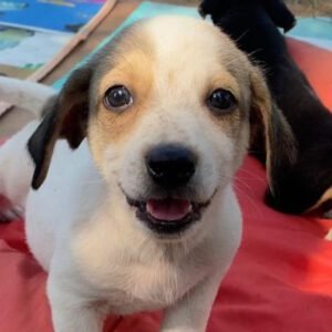 Feira de adoção de pets será neste sábado na praça em frente ao Shopping Valinhos