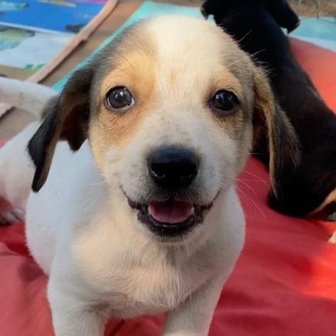Feira de adoção de pets será neste sábado na praça em frente ao Shopping Valinhos