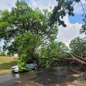 Chuva e ventania derrubam árvores em diversos pontos de Valinhos
