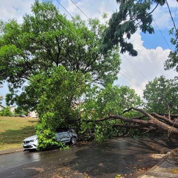 Chuva e ventania derrubam árvores em diversos pontos de Valinhos