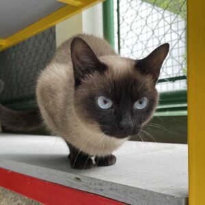 Bênção dos animais acontece neste domingo na Praça Washington Luís em Valinhos