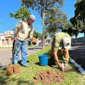 Mais de 100 mudas de ipês amarelos estão sendo plantadas pela prefeitura de Valinhos