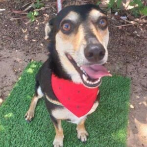 Scooby tem 2 anos, se dá bem com outros animais e está disponível para adoção; confira outros pets