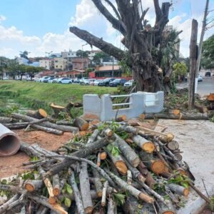 Árvore condenada é cortada na praça ao lado do WO em Valinhos