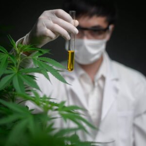 Remédios à base de cannabis já podem ser solicitados na rede pública do Estado de São Paulo