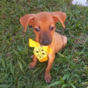 Filhotinho precisa de uma família; confira outros pets para adoção