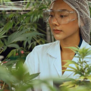 1ª feira canábica da região vai ser realizada em Campinas