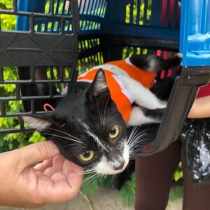 Castramóvel vai atender pets no Parque Portugal em Valinhos neste final de semana