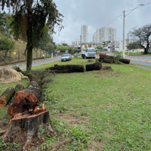 Árvores apodrecidas são removidas próximo ao Viaduto Laudo Natel em Valinhos