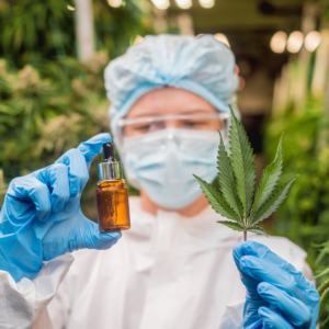 Medicamentos à base de cannabis começam a ser fornecidos pelo SUS neste mês no Estado