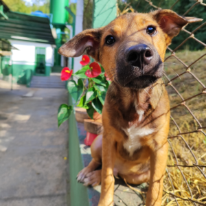 Pururuca e outros animais do abrigo municipal de Valinhos esperam uma família para adotá-los