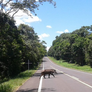 Rodovias estaduais terão cercas e passagens para reduzir acidentes com animais