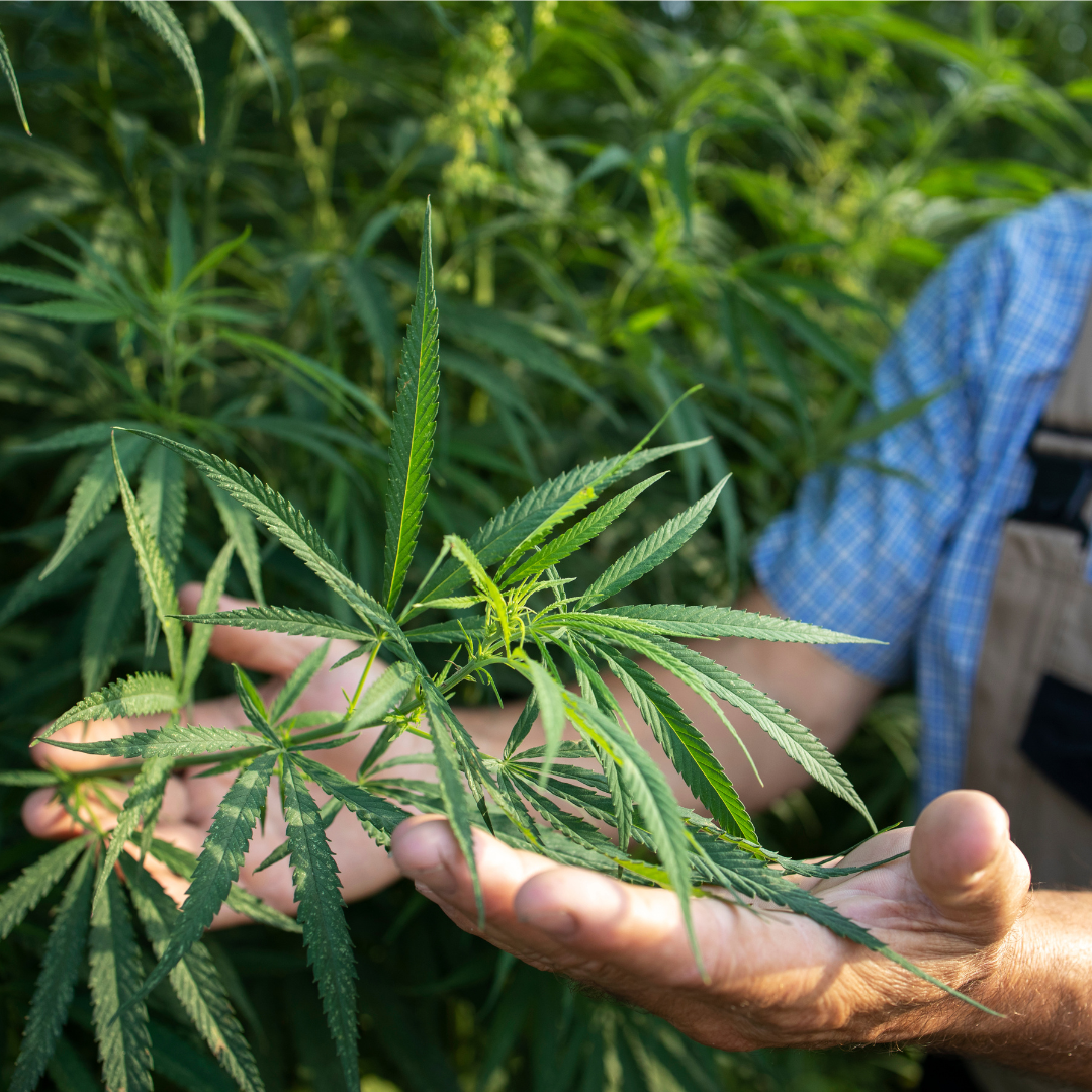 Porte de maconha para uso pessoal é descriminalizado pelo STF