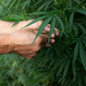 Quantidade de maconha para diferenciar usuário de traficante é de 40g, decide STF