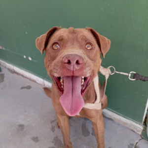 Tonho e outros animais estão disponíveis para adoção no abrigo municipal de Valinhos